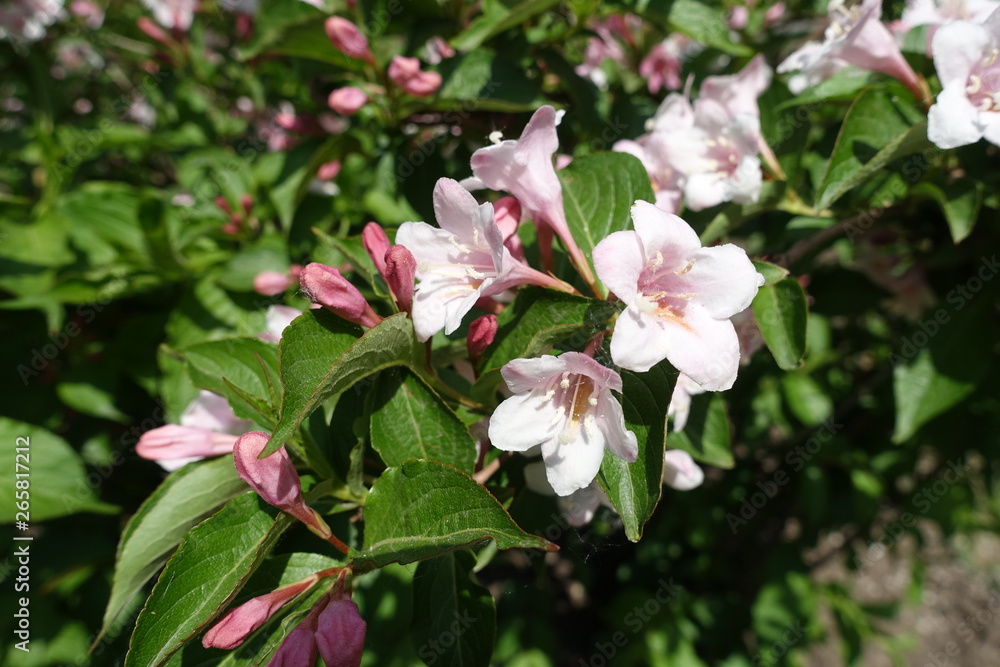 Buds and flowers of Weigela florida in spring