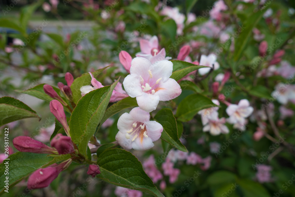 Pair of pink flowers of Weigela florida in spring Pair of pink flowers of Weigela florida in spring