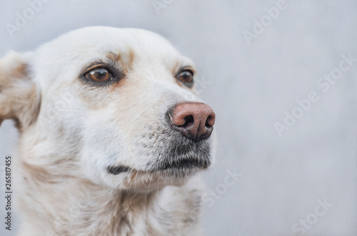 Fototapeta Portrait of a mongrel dog of a light color, close-up