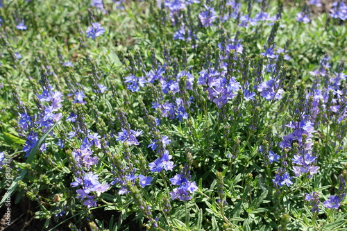 Spikes with violet flowers of Veronica austriaca in May