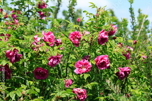 Wild growing bush of tea-rose or fragrant rose (Ros odorata). Beautiful flower with the sweet, fragrant odor