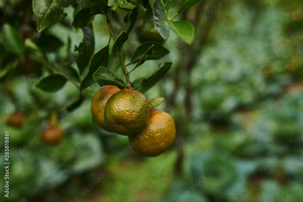 Obraz premium Natural food. Healthy eating, bio and organic food. Ripe juicy sweet orange mandarins on a tree in the orchard. Branch with fresh ripe tangerines and leaves. View of green garden. Selective focus.