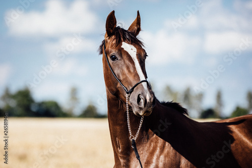 hübsche Dunkelfuchs Fuchs Stute Pferd im schönen Sonnenlicht, Pferd steht auf einem Feld, Vorführhalfter, aufmerksamer Blick, Pferdeportrait