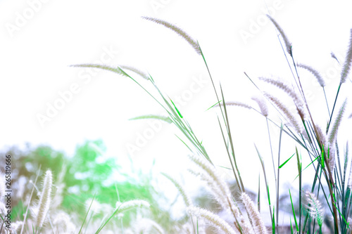 Grass leaves with white sun light in the morning, Flower grass beside road, Green leaves of grass in garden with sunrise, Abstract nature background, Fresh green grass on bright sunshine