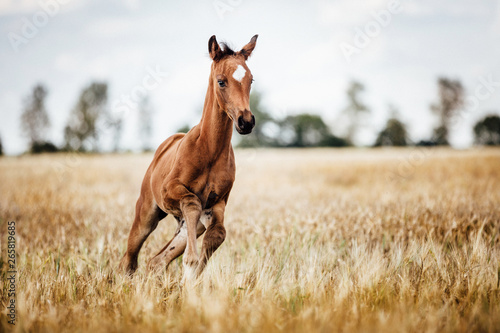 Foto Pferd Fohlen gallopiert frei auf dem Feld, niedliches kleines Tierkind; im Freil