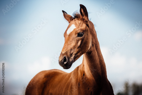 Foto hübsches edles Warmblut Fohlen im Sommer Porträt braune Stute