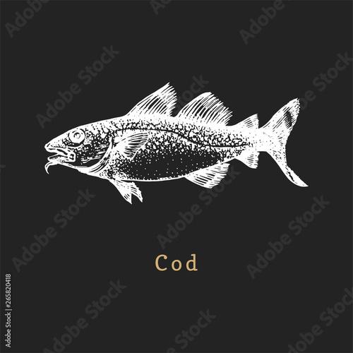 Illustration of cod on black background. Fish sketch in vector. Drawn seafood in engraving style for shop label etc.