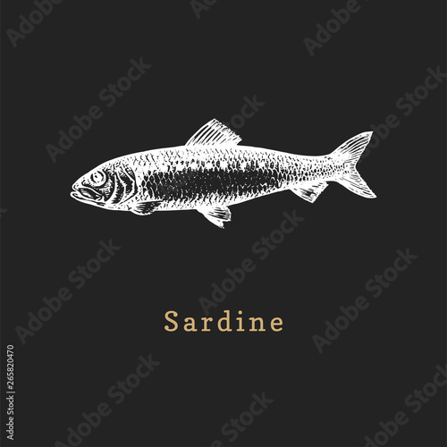 Illustration of sardine on black background. Fish sketch in vector. Drawn seafood in engraving style for shop label etc.