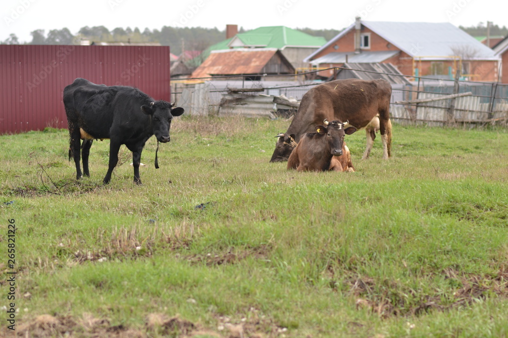 cows graze in the meadow cows graze in the meadow
