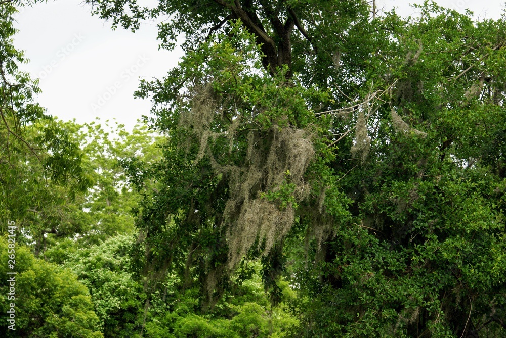 Moss Growing on Trees Moss Growing on Trees