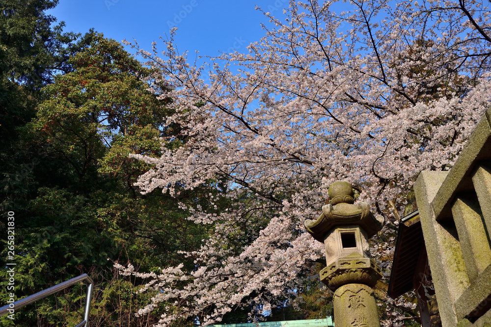 【神奈川県】横須賀市　諏訪大神社の桜