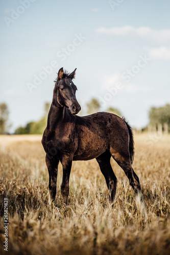 Pferd Fohlen auf einem Feld