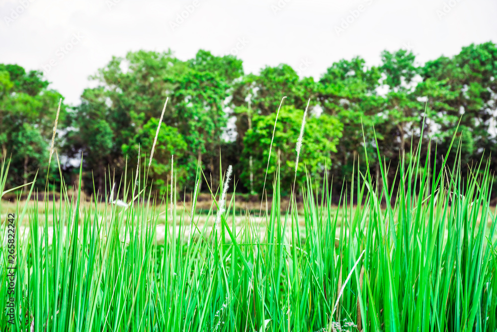 Fototapeta premium Green grass with gree forest background , Grass leaves with white sun light in the morning, Flower grass beside road, Green leaves of grass in garden with sunrise, Abstract nature background