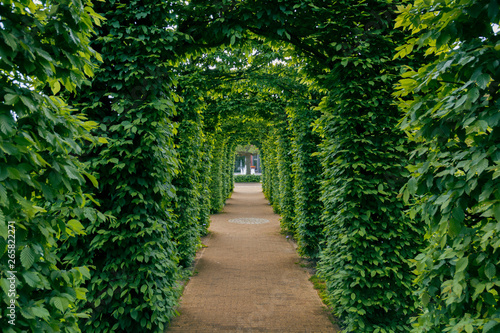 tunnel of green leaves path