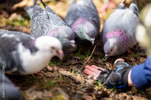 Pigeons are fed by hand