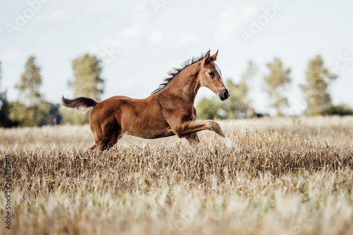 Leinwand Poster Pferd Fohlen auf dem Feld
