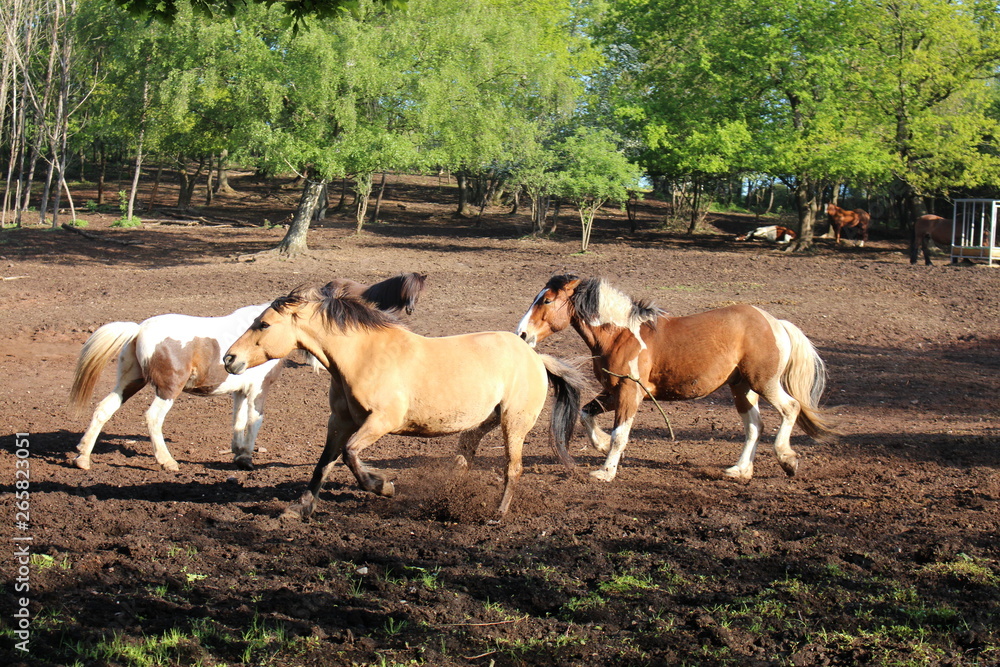 Pferde-Ranch 8