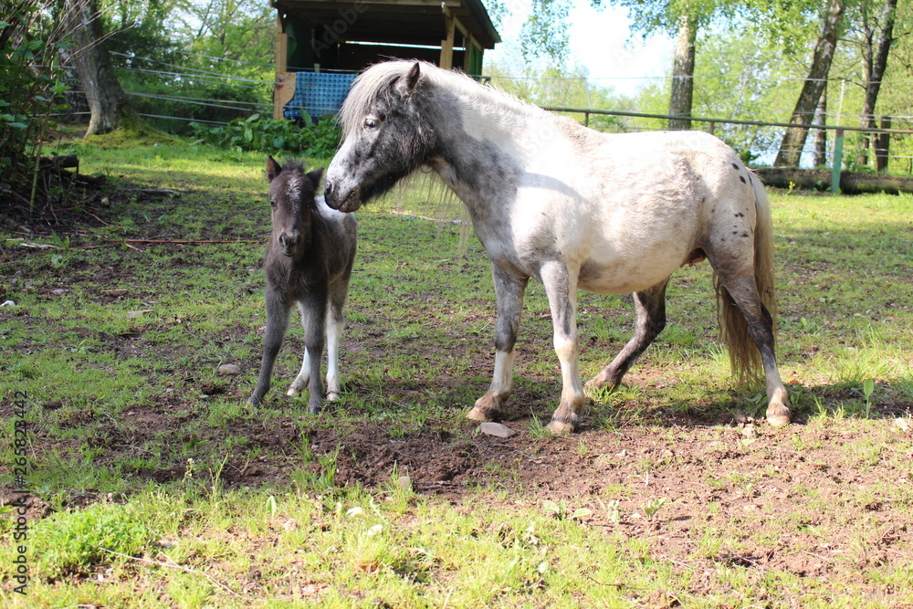 Pferde Ranch 14 Stute mit Fohlen Pferde Ranch 14 Stute mit Fohlen