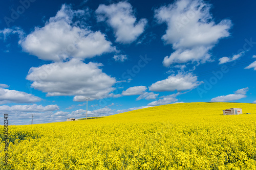 field of yellow flowers in spring