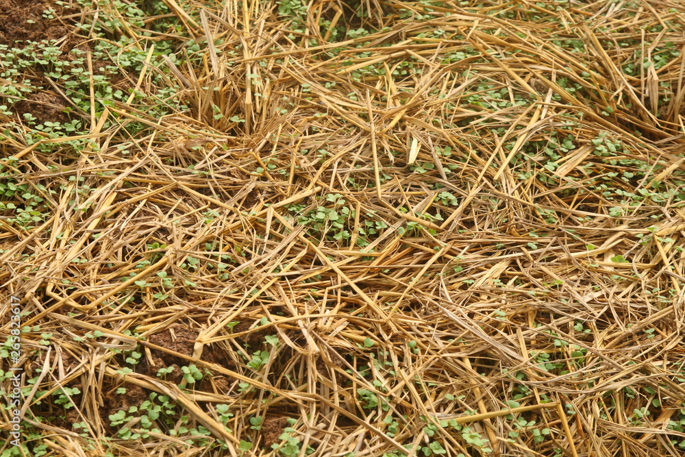 young sapling growing from soil that have dry straw cover it in garden, countryside of Thailand young sapling growing from soil that have dry straw cover it in garden, countryside of Thailand