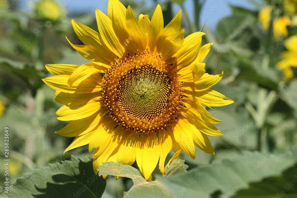 Fototapeta premium Yellow sunflower in field