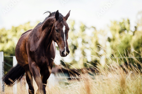 braunes edles glänzendes Pferd schreitet im Schritt auf der Weide im Sommer, hübscher Wallach glänzt in der sonne, edles Warmblut mit wunderschöner Blesse photo