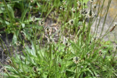 Ribwort plantain (Plantago lanceolata)