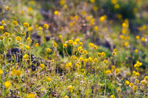 yellow beautiful flowers swaying in the wind