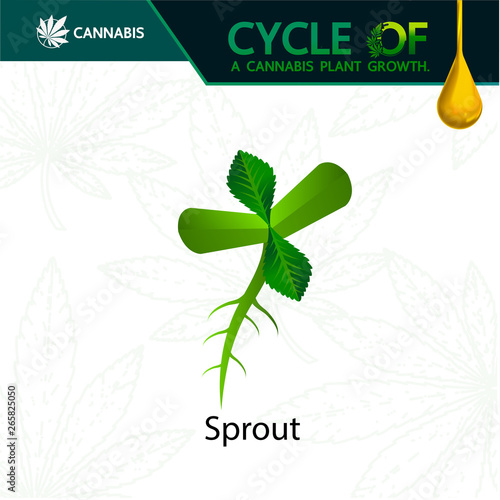 Cycle of a cannabis plant growth vector illustration.