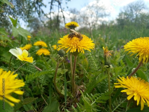 Spring in Ukraine