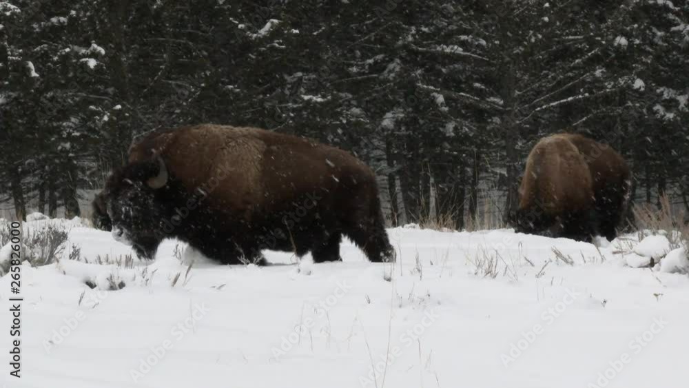 American Bison (Bison bison) herd in snow covered field,  while snowing heavily, Yellowstone N.P.