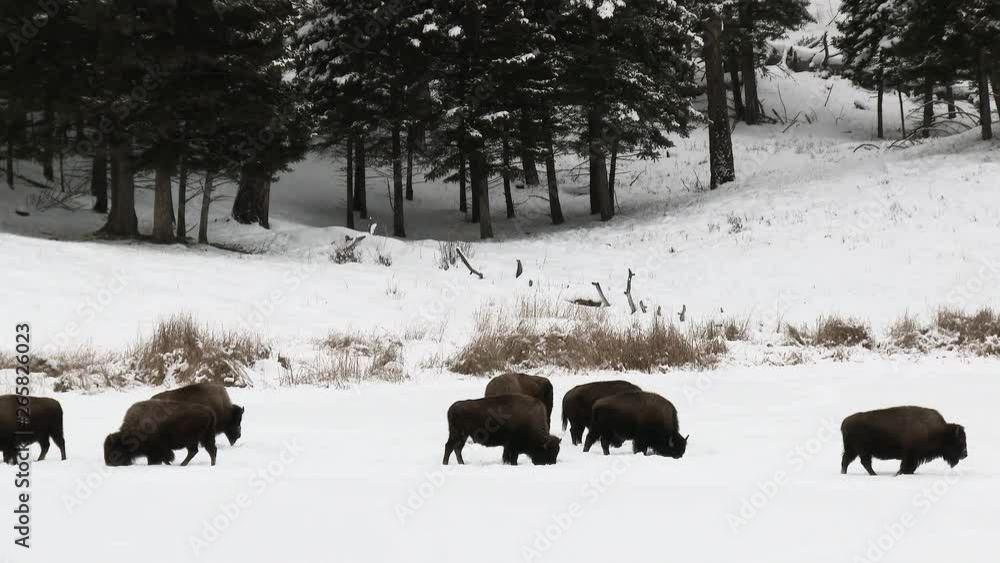 American Bison (Bison bison) herd in snow covered field, while snowing heavily, Yellowstone N.P. American Bison (Bison bison) herd in snow covered field, while snowing heavily, Yellowstone N.P.