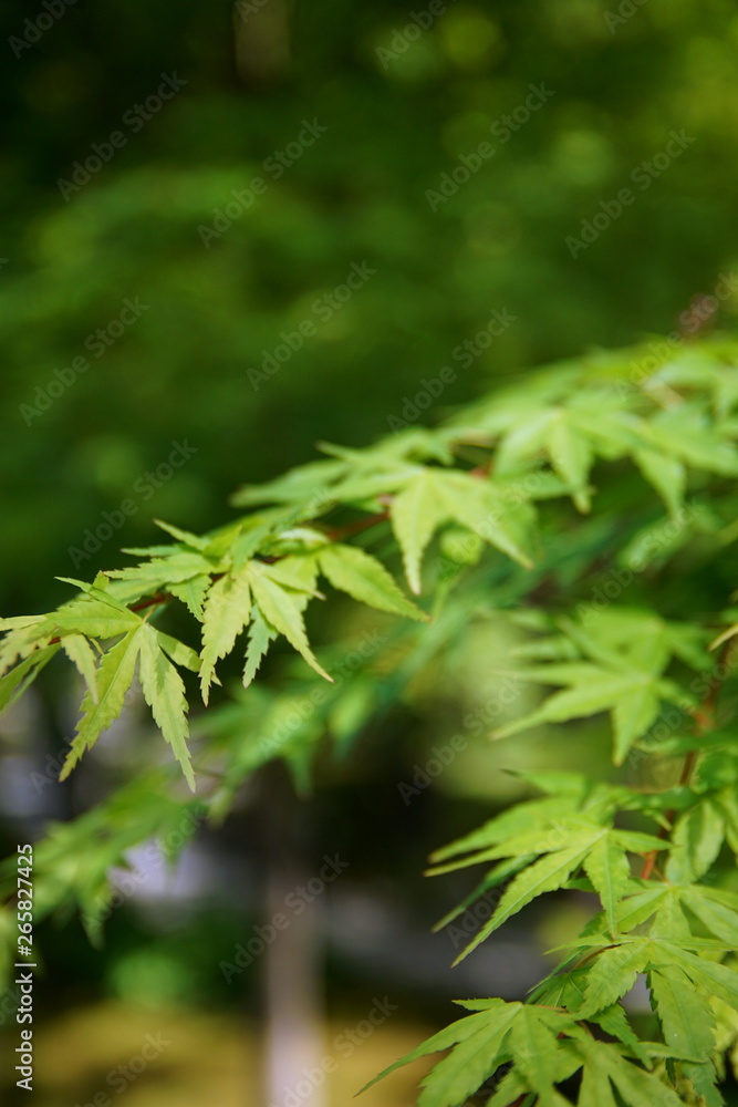 もみじの葉 もみじの葉