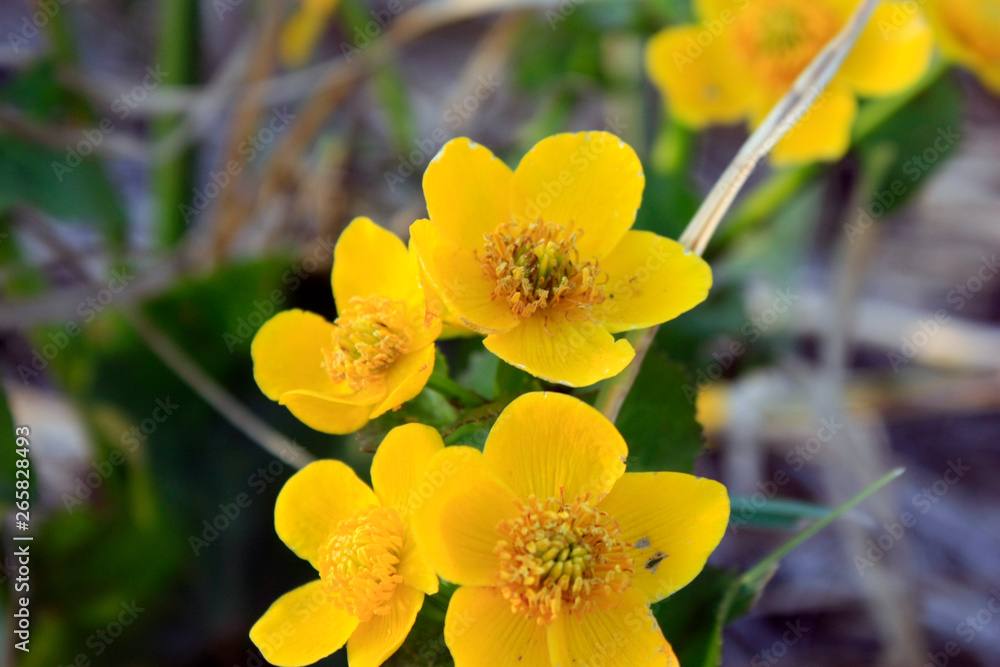 Obraz premium Spring background with yellow flowering plants of gold color in early spring. Beautiful yellow flowers. The splendor of marsh flowers. Marsh flowers close up. Swamp landscape.