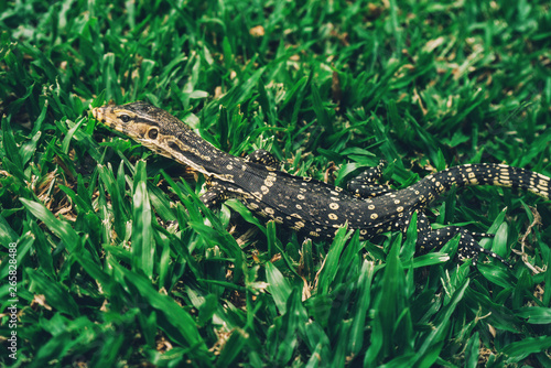 Asian Baby water monitor lizard in park