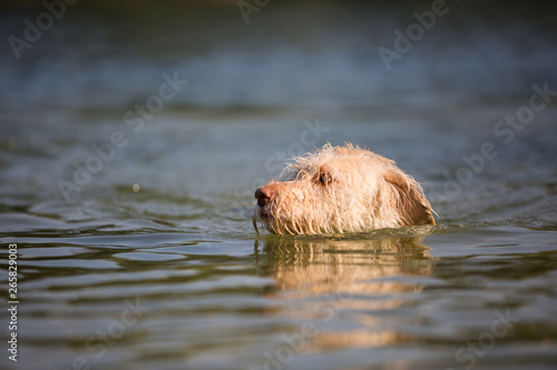Hund schwimmt © Ines Hasenau