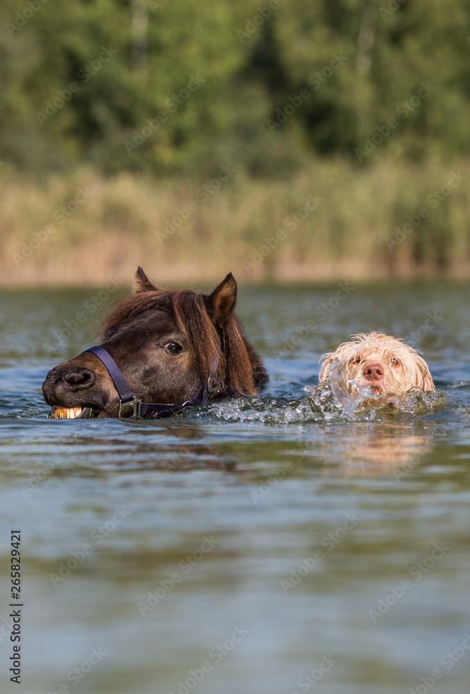Hund und Pony schwimmen im See Stock Photo | Adobe Stock