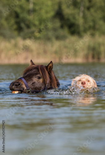 Hund und Pony schwimmen im See