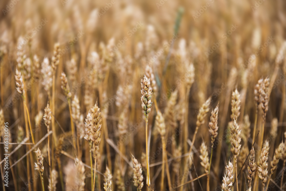 Fototapeta premium Wheat field ears