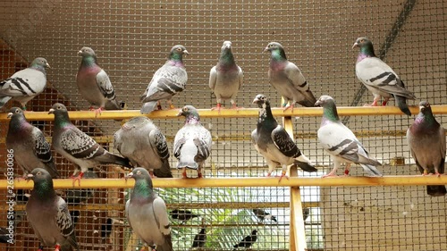 speed racing pigeon in home loft photo