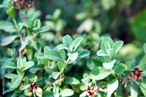 Wallpaper Mural Leaves Cistus tauricus closeup Torontodigital.ca