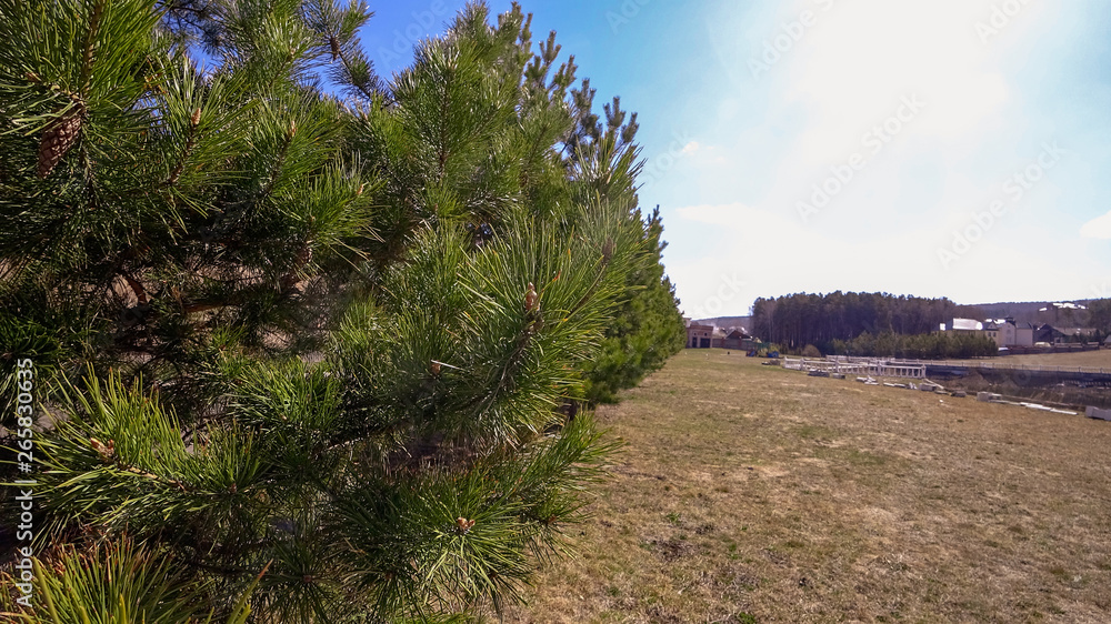 Obraz premium Close-up young tree with beautiful needles and cones. House, forest, sky. The area on the right is suitable for text.