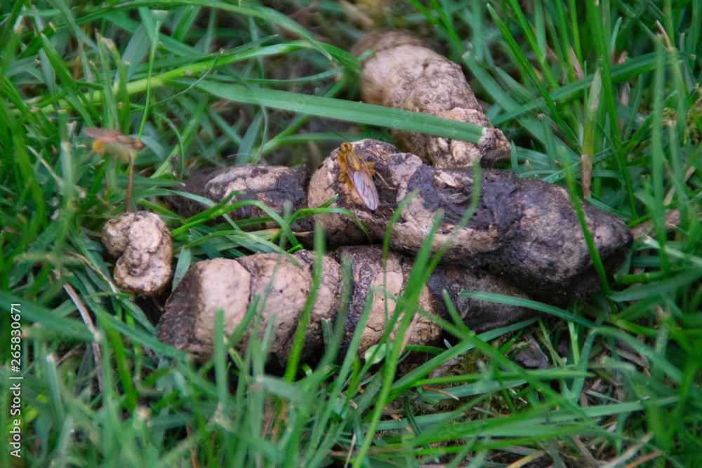 Dog poop in green grass Dog poop in green grass