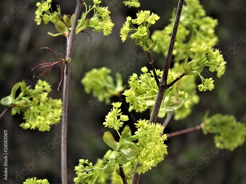 Branch with green leaves