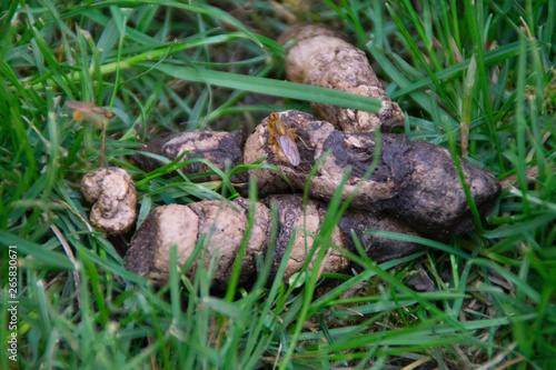 Dog poop in green grass