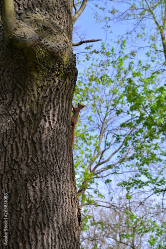 ruda wiewiórka siedząca na pniu drzewa wiosną