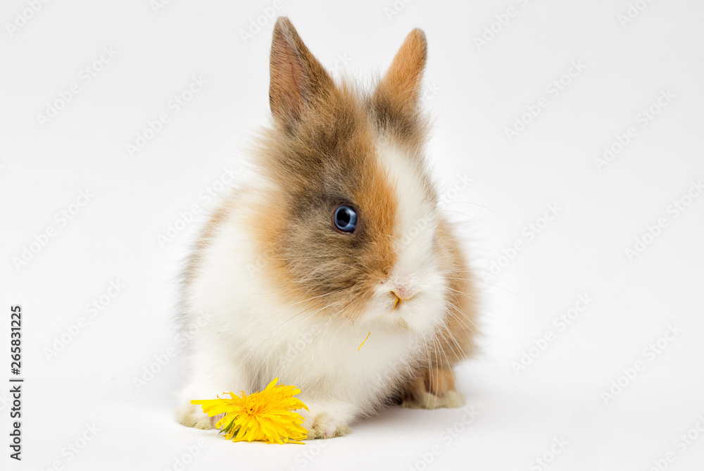 funny rabbit on a white background funny rabbit on a white background