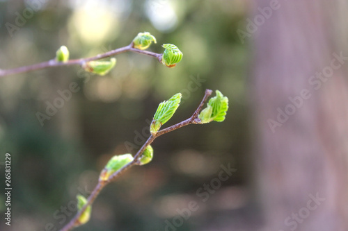 Leaves just sprung out of the bud in spring