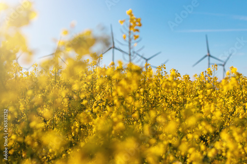 Blühendes Rapsfeld mit Windenergie im Hintergrund