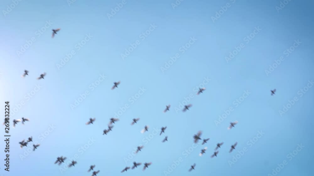 Pigeons fly through the blue sky. They float in swarm in slow motion through the air. Pigeons fly through the blue sky. They float in swarm in slow motion through the air.